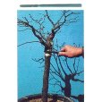 Photo1: No.0238 <br>Pruning Saw [110g/200mm] (1)
