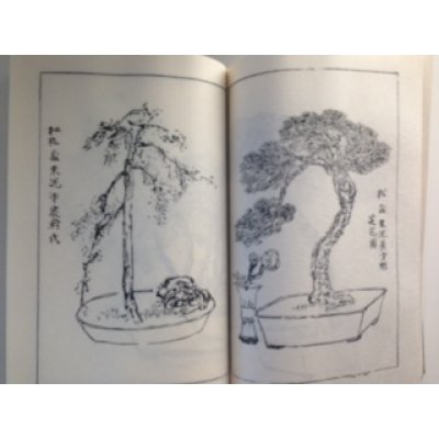 Photo3: No.Art Bonsai  Art of Bonsai Nursery “History of Seiko en”