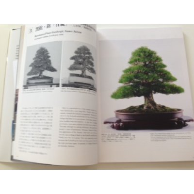 Photo3: No.KBM  The Bonsai masterpiece collection Vol. Top Prize Winning Bonsai