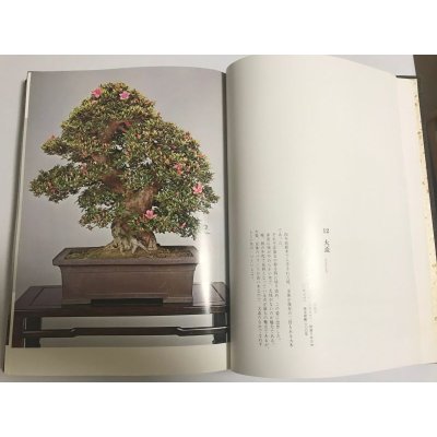 Photo3: Satsuki precious tree 2nd book  by Tetsunosuke Kurihara (January 1973)