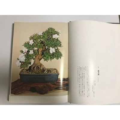 Photo4: Satsuki precious tree 2nd book  by Tetsunosuke Kurihara (January 1973)