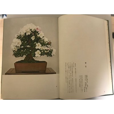 Photo3: Satsuki precious tree book  by Tetsunosuke Kurihara (January 1972)