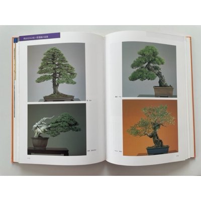 Photo3: No.Bonsai encyclopedia  Conifer (Pinus thunbergii, Pinus densiflora)