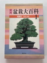 No.Bonsai encyclopedia  Conifer (Pinus thunbergii, Pinus densiflora)