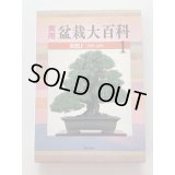 No.Bonsai encyclopedia  Conifer (Pinus thunbergii, Pinus densiflora)