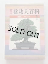 No.Bonsai encyclopedia  Conifer (Pinus thunbergii, Pinus densiflora)