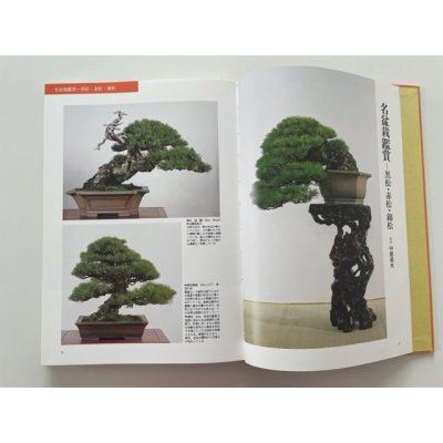 Photo2: No.Bonsai encyclopedia  Conifer (Pinus thunbergii, Pinus densiflora)