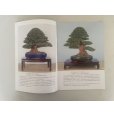 Photo3: No. KK-1 <br>Kunio Kobayashi Satuski Bonsai book (3)