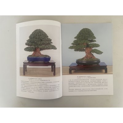 Photo3: No. KK-1  Kunio Kobayashi Satuski Bonsai book