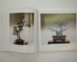 Photo4: No.TAKAGI  THE BONSAI EXHIBITION OF THE TAKAGI COLLECTION (4)