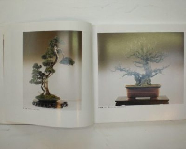 Photo4: No.TAKAGI  THE BONSAI EXHIBITION OF THE TAKAGI COLLECTION (4)