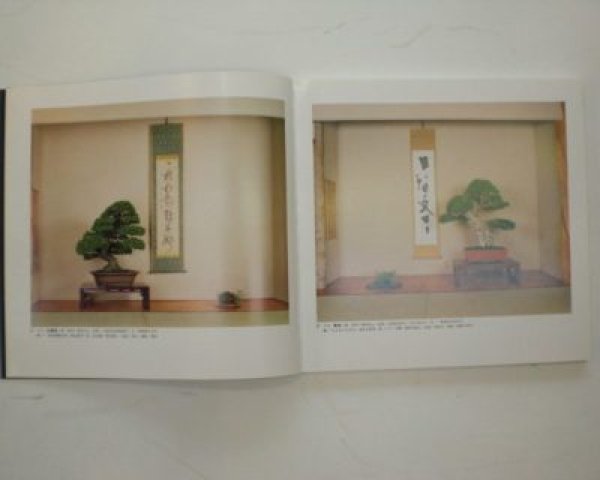 Photo3: No.TAKAGI  THE BONSAI EXHIBITION OF THE TAKAGI COLLECTION (3)