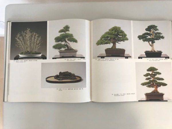 Photo4: No.World Bonsai 5  International Bonsai and Suiseki Exhibition  1984 year (4)