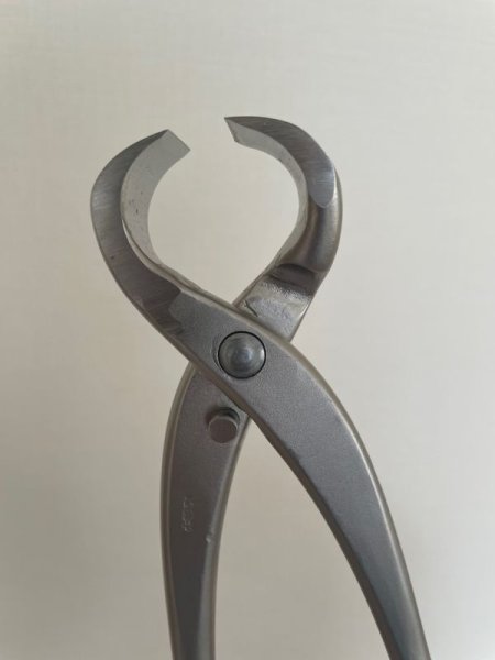 Photo4: No.8040  Root Cutter, Satsuki Azalea [410g/300mm] (4)