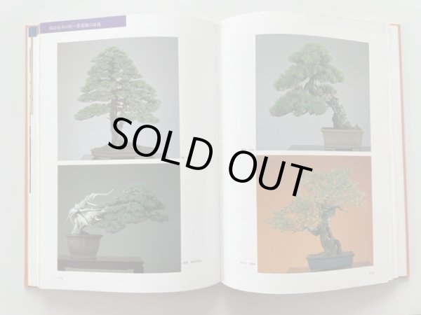 Photo3: No.Bonsai encyclopedia  Conifer (Pinus thunbergii, Pinus densiflora) (3)