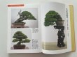 Photo2: No.Bonsai encyclopedia  Conifer (Pinus thunbergii, Pinus densiflora) (2)