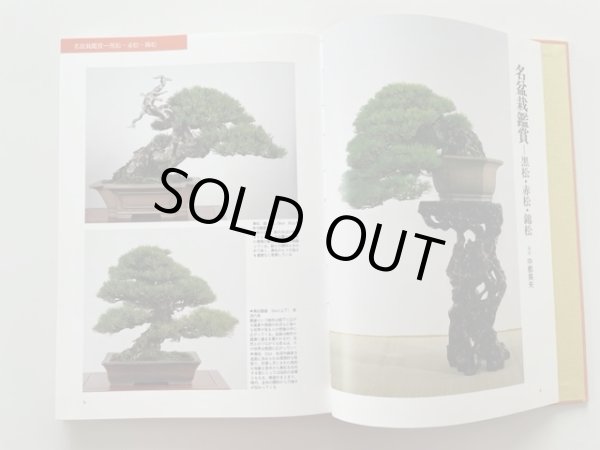 Photo2: No.Bonsai encyclopedia  Conifer (Pinus thunbergii, Pinus densiflora) (2)