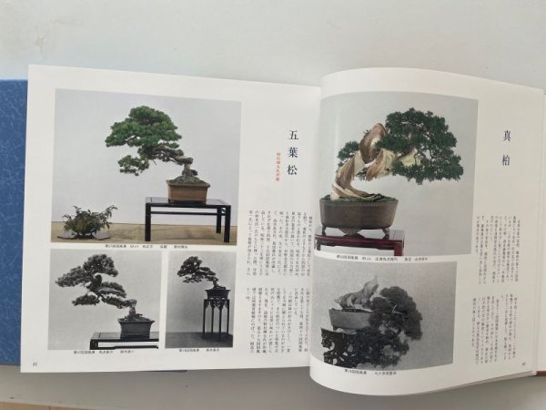 Photo5: No.Premium History  Special premium book history of Kokufu Bonsai Exhibition 50years (5)