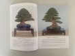 Photo3: No. KK-1  Kunio Kobayashi Satuski Bonsai book (3)