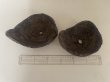Photo2: No.TB0802  Bonsai pot 2pcs set (2)