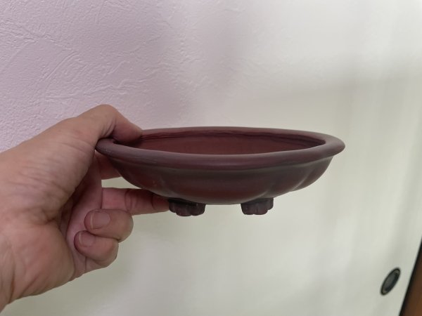 Photo2: No.MA4134 Bigei, 0.5kg (2)