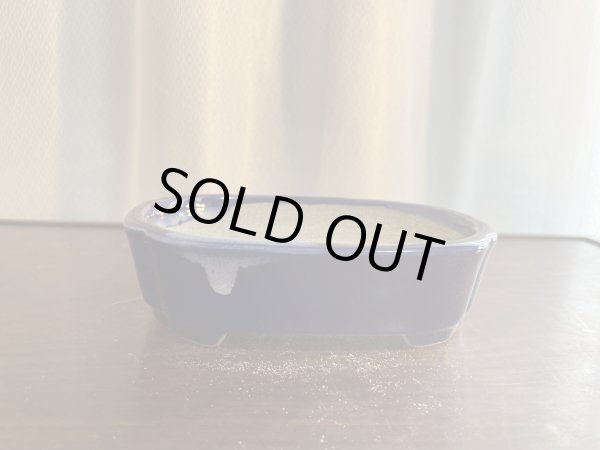 Photo1: SA5618  satomi (1)