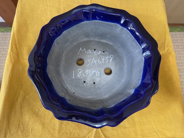 Photo2: No.SA6458 Mazan (2)