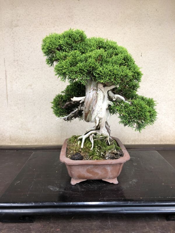 Coniferous bonsai | Bonsai Network Japan